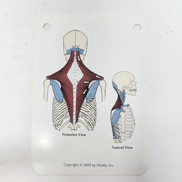 Musculoskeletal Anatomy by Joseph E. Muscolino 2005 Flash Cards - Picture 8 of 10